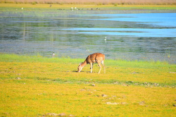 Amazing wildlife of Sri Lanka