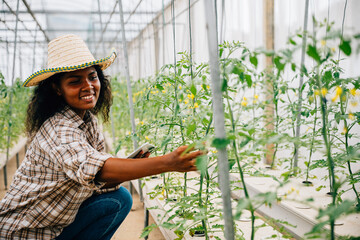 In a technological greenhouse a black woman agronomist checks and controls tomato quality with a tablet. Joyful farmer inspecting and caring for plants in a smart farming setting.