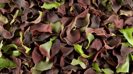 Vibrant Fresh Salad Leaves in Vivid Colors of Green and Purple for Healthy Cuisine