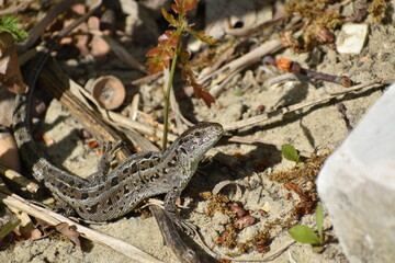 Lizard 