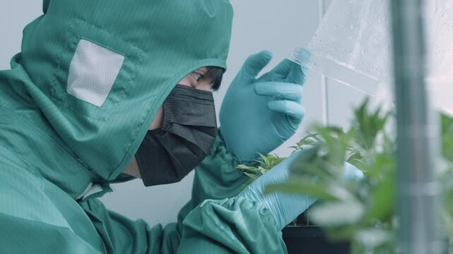 Young asian expert grower in green protective suit checking at baby palnt, cannabis cultivation system, young small marijuana plant, quality check, temperature and humidity control indoor laboratory