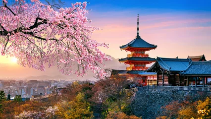 Poster Cherry blossoms and red pagoda at sunset, Japan.