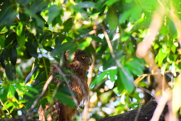 Amazing wildlife of Sri Lanka
