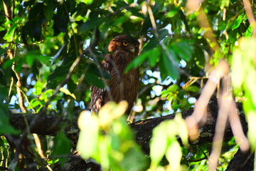 Amazing wildlife of Sri Lanka