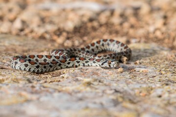 Leopard snake, or European Ratsnake, Zamenis situla, known as a Lifgha in Maltese. Found in Malta.