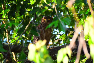 Amazing wildlife of Sri Lanka