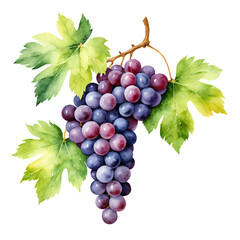 Fototapeta premium Grapes Illustration on transparent background.