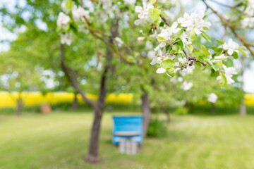 Apple tree blossoms on tree close up in garden and blue beehive in background, blooming apple tree in spring season, nature concept, copy space 