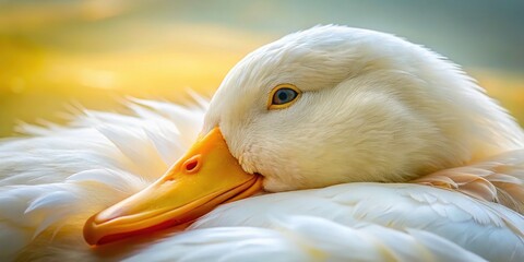 Fototapeta premium Macro Photography: Sleeping White Duck Close Up Side View - Wildlife Nature Bird Feathers Detail