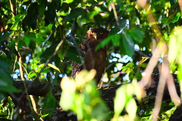 Amazing wildlife of Sri Lanka