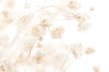 Gypsophila elegant small flowers with natural blur background macro