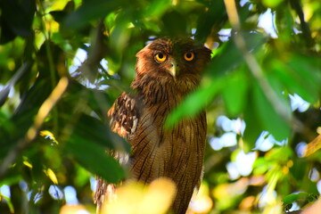 Amazing wildlife of Sri Lanka