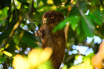 Amazing wildlife of Sri Lanka