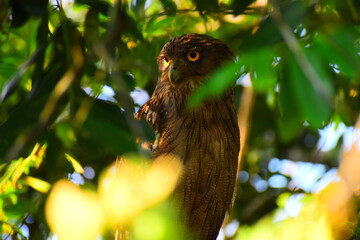 Amazing wildlife of Sri Lanka