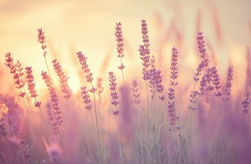 Fototapeta premium Lavender field sunset soft focus