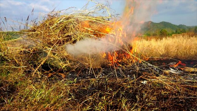 Stack of dry grass on fire, flames, fire magic, Burning hay and straw in a field, fire close-up