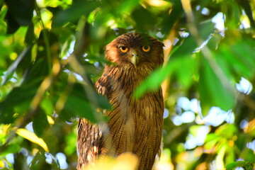 Amazing wildlife of Sri Lanka