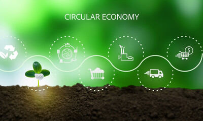 Circular economy and waste management concept.  Environmental sustainability. A sprouting plant...