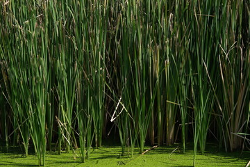 Lots of papyrus for background.