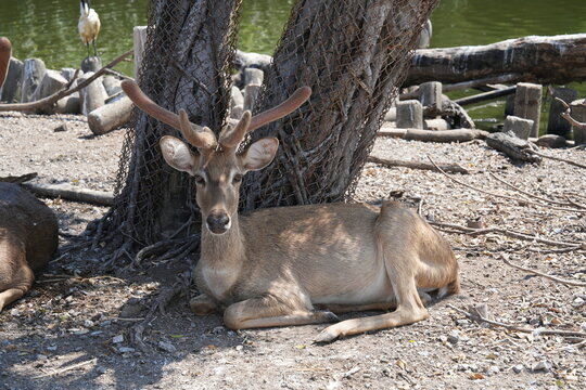 Deer are resting under the shade of a tree.