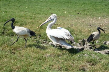 Pyrenees and other birds are foraging.