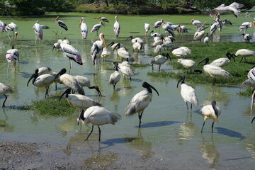 Several swallows are walking around looking for food.