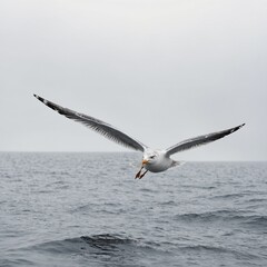 A seagull soaring gracefully over an invisible ocean, pure white background.