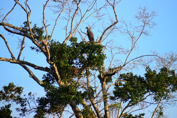Amazing wildlife of Sri Lanka