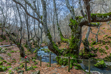 Centenary beech tree in the El Faedo de Ciñera forest and Cinera or Villar stream, León, Spain.