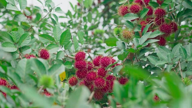 Red rambutan fruit that has ripened on the tree and is an exotic fruit from Asia