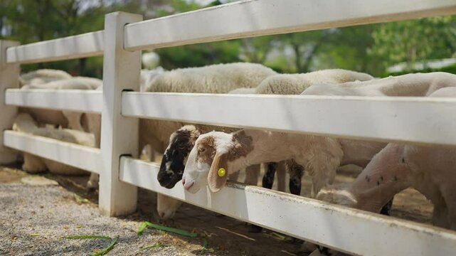 A flock of sheep standing eagerly in a wooden pen, waiting hungrily for food at the farm