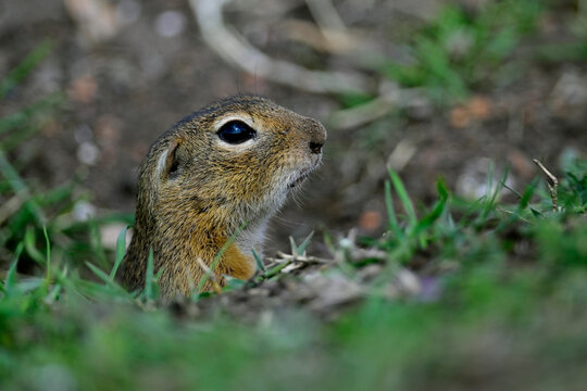 Europ&auml;ischer Ziesel // European ground squirrel (Spermophilus citellus) - Bulgarien