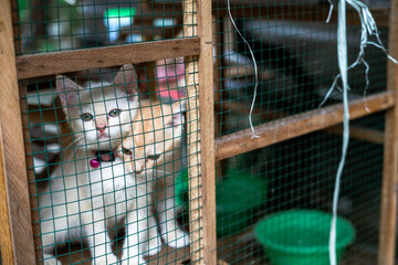 Two cats in a wooden cage