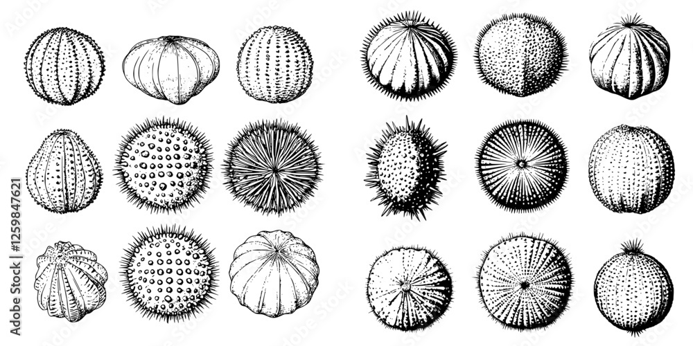 Poster collection of detailed black and white illustrations of various types of sea urchins and echinoderms