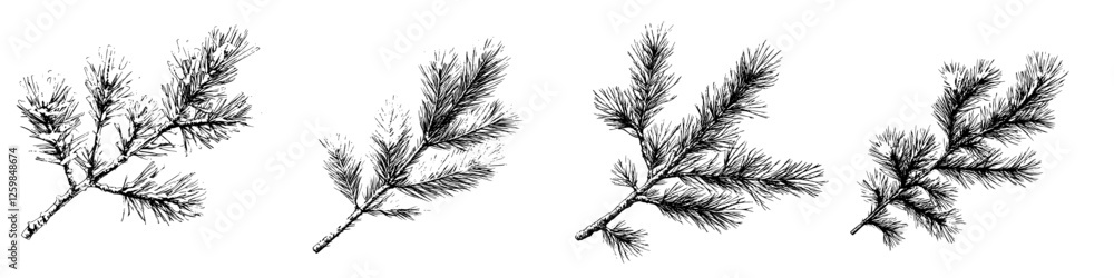 Poster detailed sketches of pine branches showcasing different angles and characteristics captured in a lin