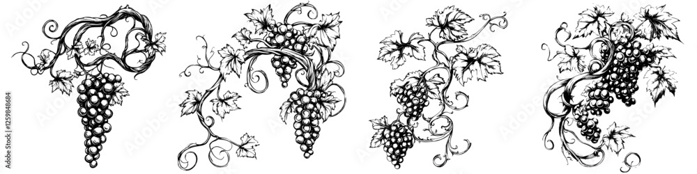 Poster elegant black and white illustrations of grapevines and clusters on a simple background