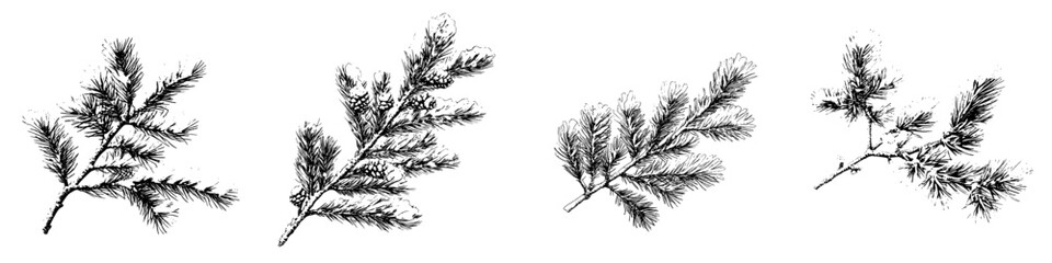 Illustration of various coniferous branches showcasing different textures and shapes against a plain background