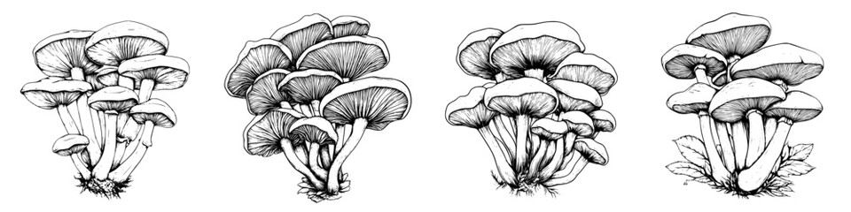 Fototapeta premium Detailed black and white illustrations of various mushroom species showcasing their unique shapes and structures