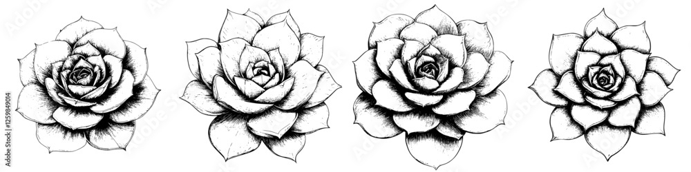 Poster elegant hand-drawn roses showcasing intricate details arranged in a row on a plain background