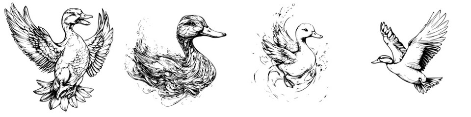 Different poses of ducks captured in illustrations showcasing their unique movements in water, highlighting their grace and beauty