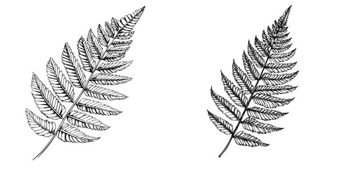 Naklejka premium Intricate black and white illustrations of two fern leaves showcasing unique patterns and textures in botanical art