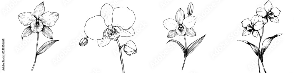 Poster delicate hand-drawn vector illustration of various orchids on a white background capturing their int