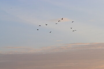 birds in flight
