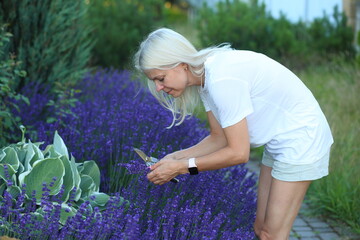 a young woman carefully pruning lavender bushes in her home garden. Surrounded by the vibrant...