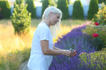 a young woman carefully pruning lavender bushes in her home garden. Surrounded by the vibrant...