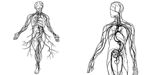 Human anatomy vector illustration showcasing the circulatory and nervous systems in hand-drawn style with intricate details