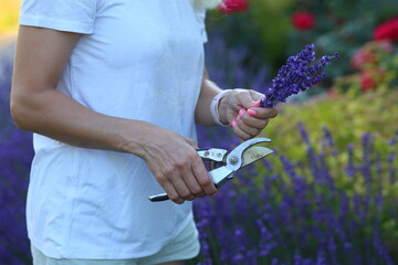 a young woman carefully pruning lavender bushes in her home garden. Surrounded by the vibrant...