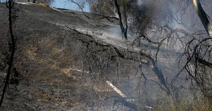 Smoke passes over a scorched landscape and a tree lays dead in the aftermath of a wildfire in the foothills of California, USA.