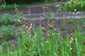 Hierochloe odorata. Sweet grass or holy grass.
