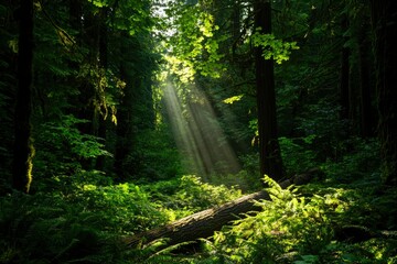 Fototapeta premium Sunlight shining through trees illuminates forest floor after rain. Serene nature scene